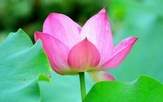 Flowers Lotus HD Desktop Wallpaper Series I HDwallpaperbackground