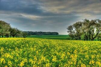 Rapeseed Fields Desktop Background Full HD Hessen Mobile