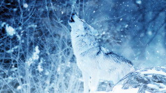 Winter Wolf Howling Wallpaper 4k