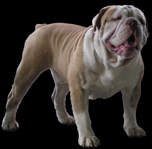 Olde English Bulldogge Dogs Wallpaper