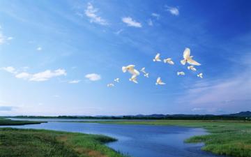 Wallpaper Birds White Flight River Sky Light