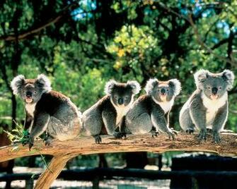 On October By Stephen Comments Off Koala Wallpaper HD