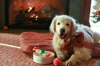 Christmas Dog Wallpaper Group