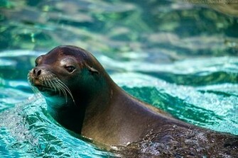 Beautiful Wallpaper For Desktop California Sea Lion HD