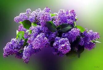 Love Of Lilacs Wallpaper