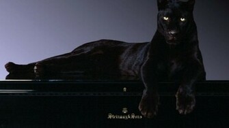 HD Wallpaper Black Panther Widescreen