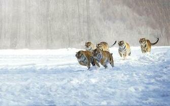 Winter Forests Animals Tigers Feline Wallpaper