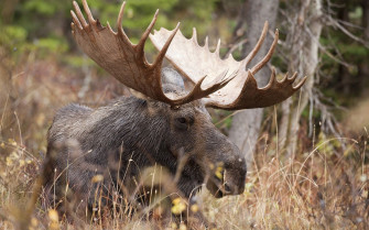 Moose Wallpaper