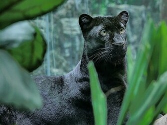 Black Panther Wallpaper