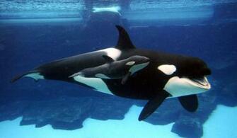 Killer Whale Wallpaper Desktop Whales
