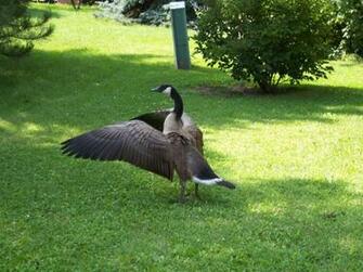 Canadian Goose Wallpaper