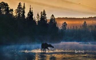 Western Moose In Isle Royale National Park Michigan Bing