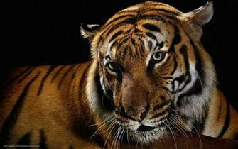Wallpaper Tiger Snout Mustache Desktop