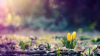 Spring Wallpaper Walops