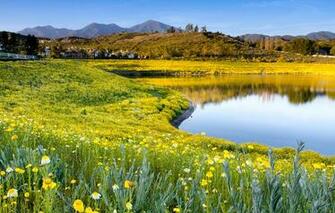Popular Screensavers Flowers