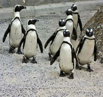 African Penguin Pictures Quality Image On Animal Picture Society