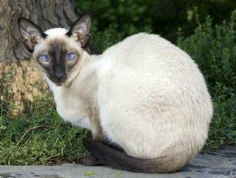 Siamese Cat Wallpaper Pictures