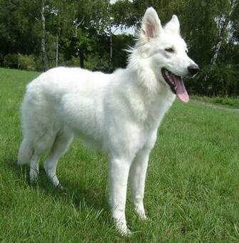 White Shepherd Dog Photos And Wallpaper The Beautiful