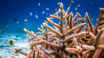 Vibrant Staghorn Coral Reef Fish Wallpaper