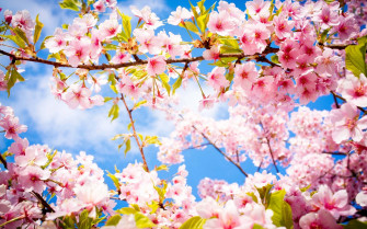 Spring Flower Background Wallpaper