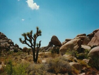 Joshua Tree