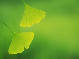 Internet Explorer Desktop Wallpaper Or