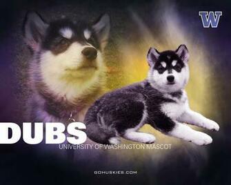 University Of Washington Football Wallpaper