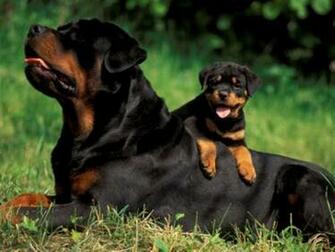 Rottweiler News Rollcenter