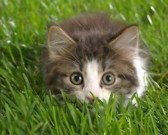 The Wallpaper Background Cat Desktop