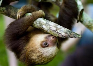 Baby Sloth Desktop Background Wallpaper Teahub Io