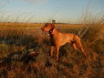 Showing Gallery For Hunting Dog Wallpaper