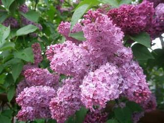 Wallpaper Lilac Leaves Shrub Flowers