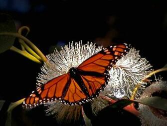 Monarch Butterfly Wallpaper HD Baltana