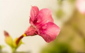Beautiful Flowers Windows Wallpaper 10wallpaper