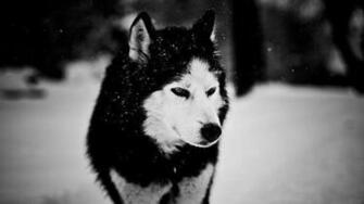 Wolf Wallpaper
