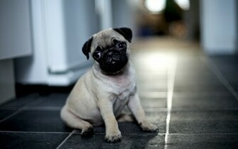 Pug Puppy Wallpaper