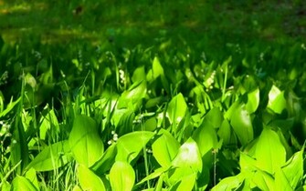Seductive Plant Wallpaper Desktop Background