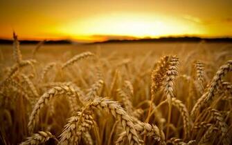 Why Is Wheat Such A Problem In The Modern Diet Activist Post