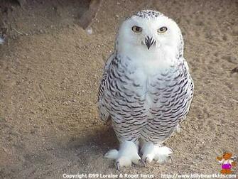 Owl Owls Wallpaper