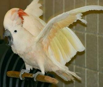 Moluccan Cockatoo Parrot Wallpaper