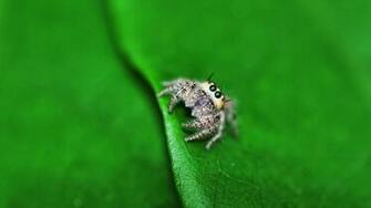 Spider Computer Wallpaper Desktop Background Id