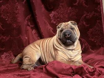 Puppies Image Cute Puppy Wallpaper Photos