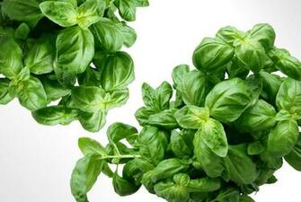 Green Basil Plant HD Wallpaper