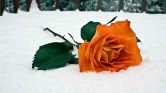 Description Orange Rose HD Wallpaper In