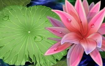 Best Lotus Flower Wallpaper Nature
