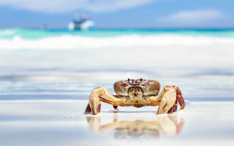 Desktop HD Crab Wallpaper