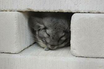 Chinchilla By Hannahakaskatergirl