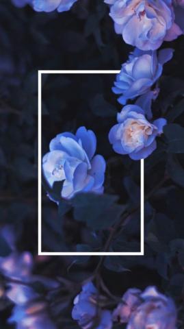 Flower Wallpaper Pretty Aesthetic