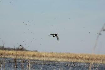 Displaying Image For Delta Waterfowl Wallpaper