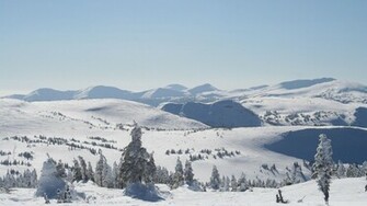 Wallpaper Backcountry Of Powder King Ski Resort Pine